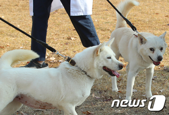 10일 오후 대구 북구 경북대학교 수의과대학 부속동물병원 앞에서 풍산개 암컷 '곰이'(왼쪽)와 수컷 '송강'이가 대학 관계자와 함께 산책하고 있다. '곰이'와 '송강'이는 문재인 전 대통령이 지난 2018년 9월 평양 남북정상회담 당시 북측으로부터 선물 받아 기르다 최근 정부에 반환한 것으로 알려졌다. / 뉴스1