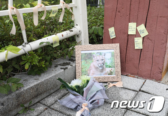 지난 20일 오전 대전동물원 입구에 시민들이 사살된 퓨마를  위한 추모 공간을 만들었다 / 뉴스1