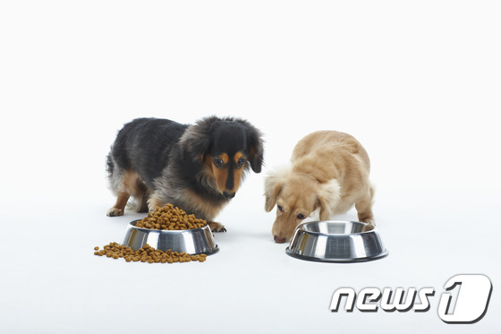사료 먹는 강아지들. 기사 본문과는 상관 없음. 사진 이미지투데이 © 뉴스1