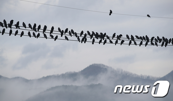 뉴스1